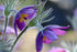 Floarea Paștelui Mix - Pulsatilla Vulgaris