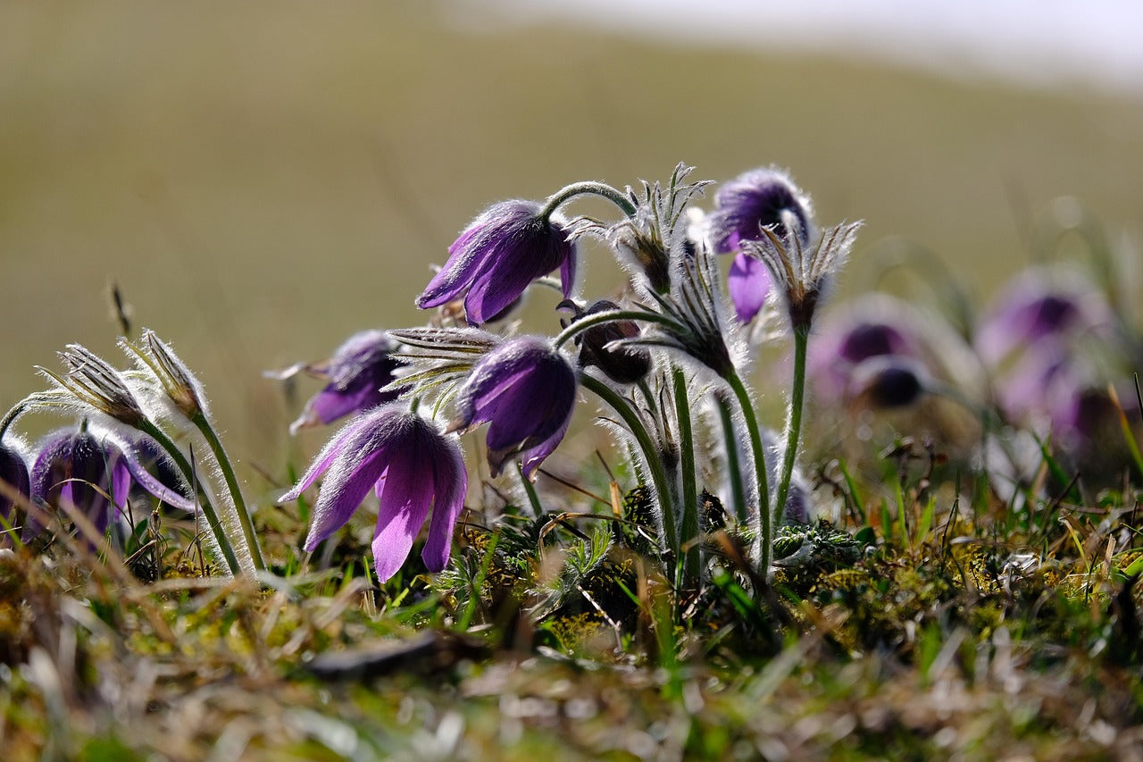 Floarea Paștelui Mix - Pulsatilla Vulgaris