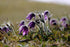 Floarea Paștelui Mix - Pulsatilla Vulgaris