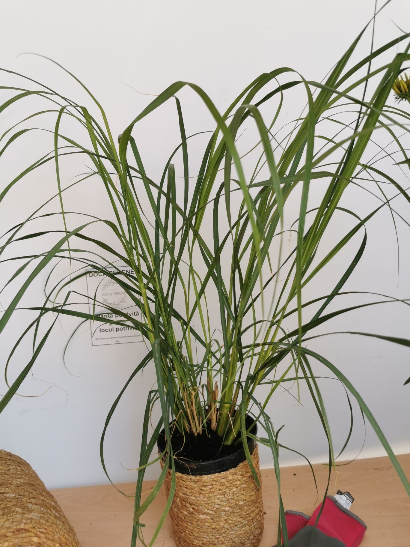 Iarbă Decorativă Black Beauty - Pennisetum Alopecuroides 'Black Beauty'
