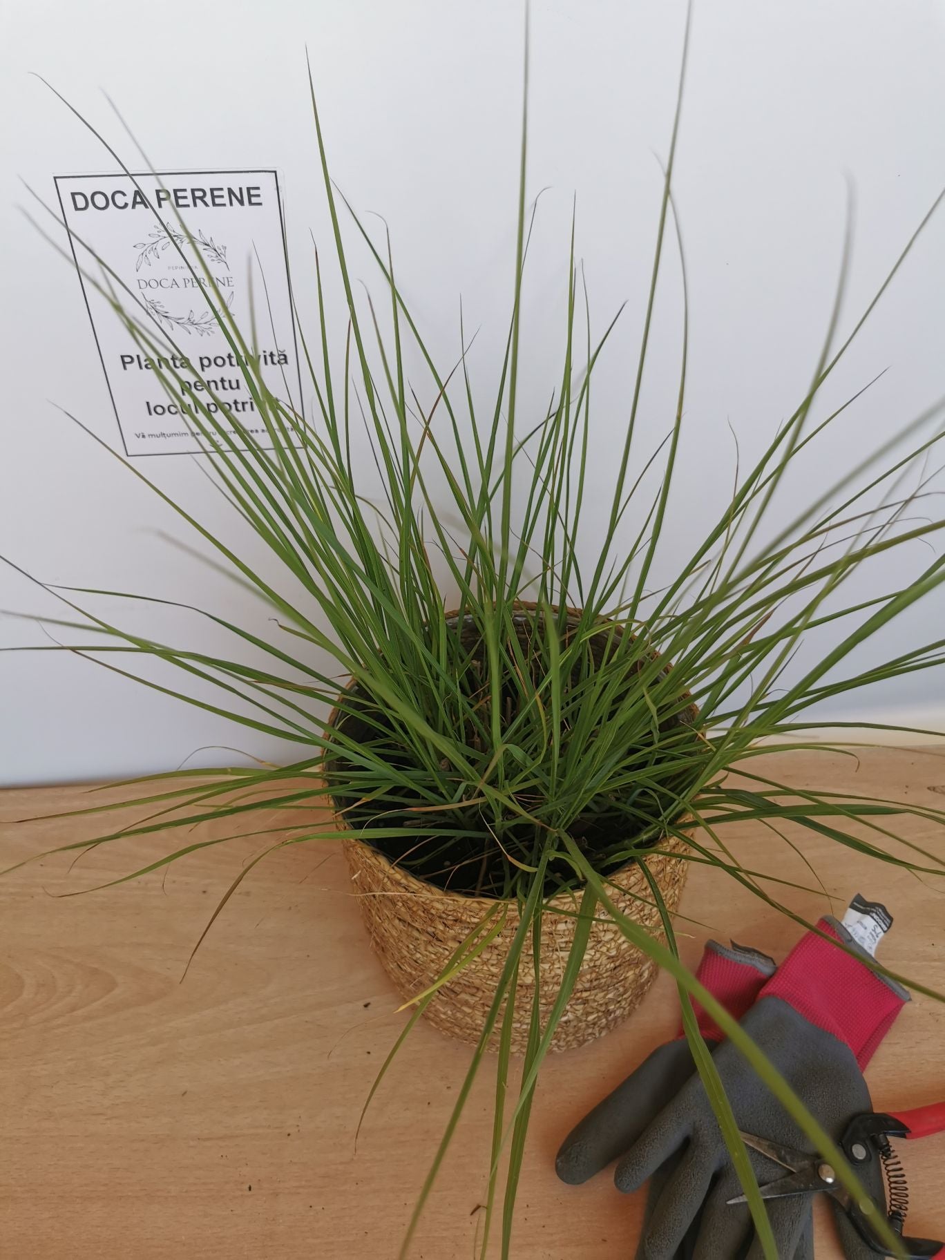 Iarbă Decorativă Hameln - Pennisetum Alopecuroides 'Hameln'