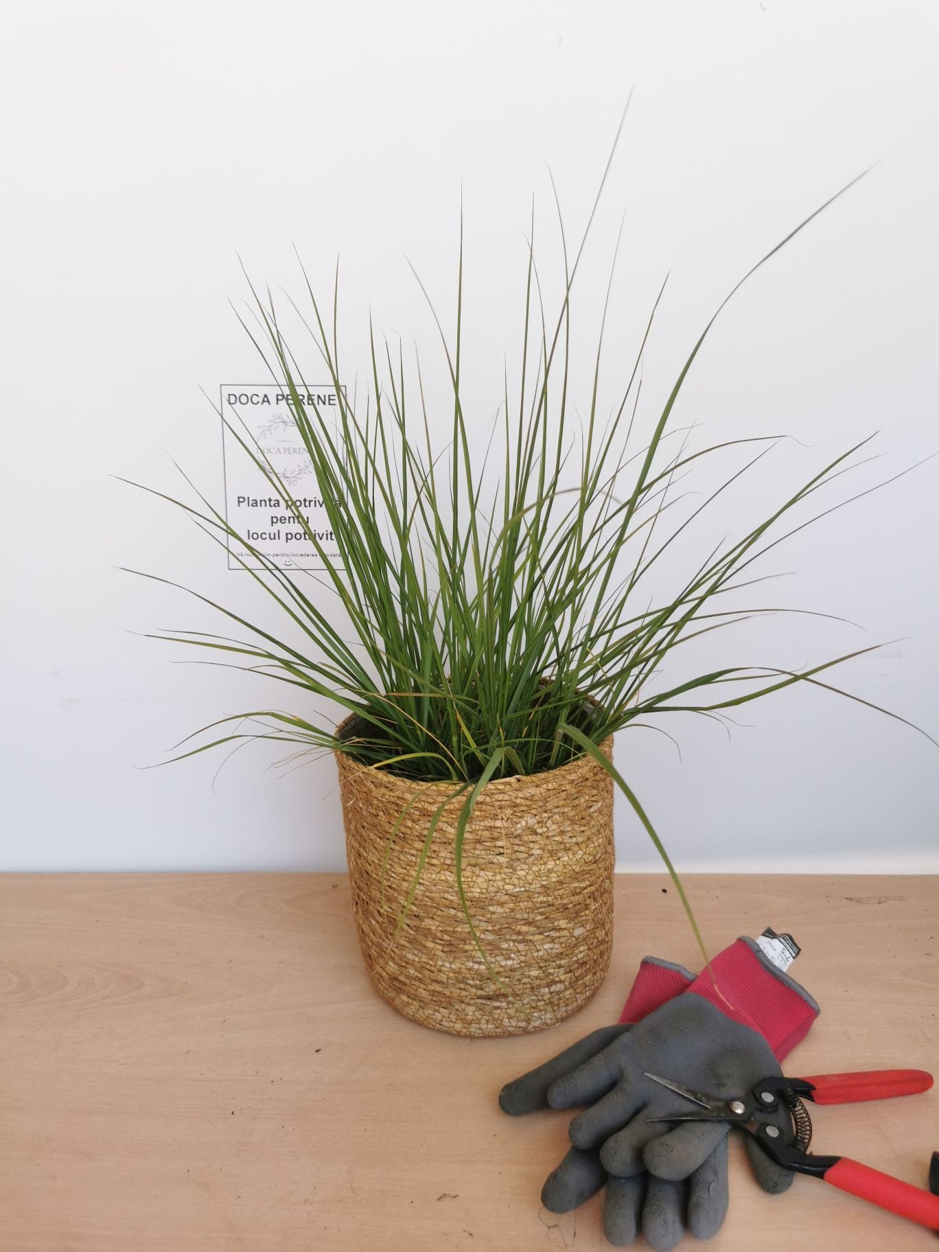Iarbă Decorativă Hameln - Pennisetum Alopecuroides 'Hameln'