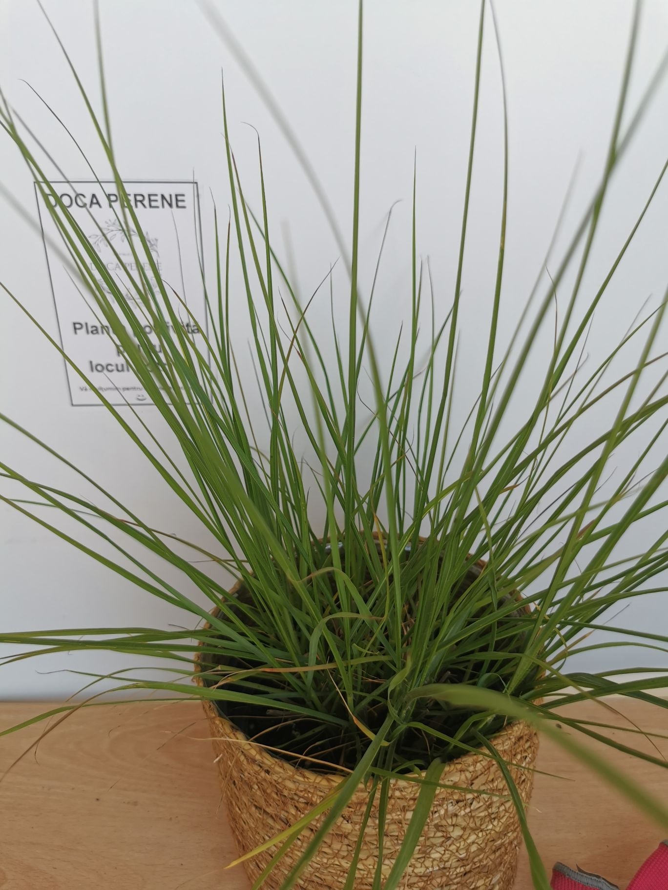 Iarbă Decorativă Hameln - Pennisetum Alopecuroides 'Hameln'