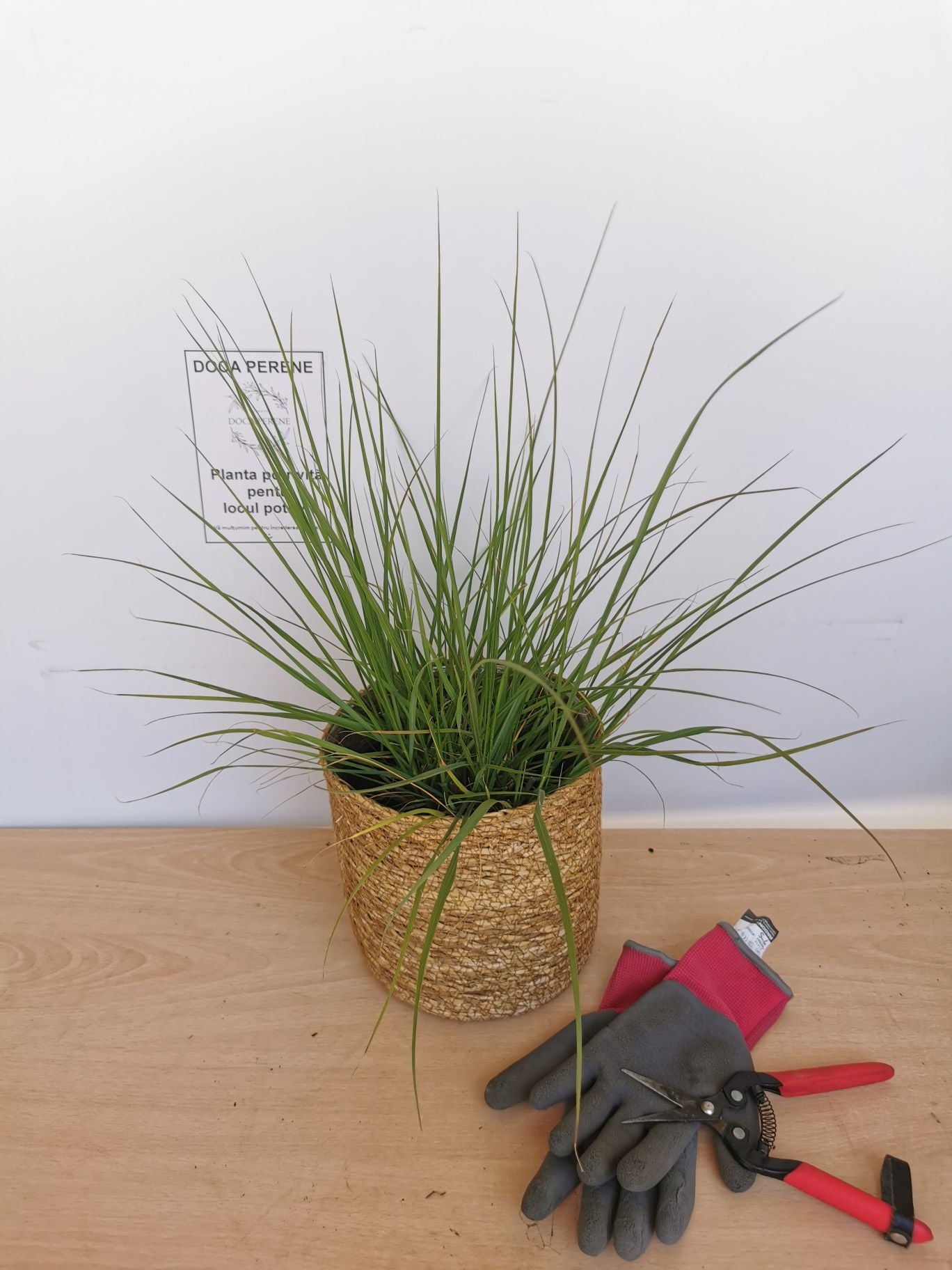 Iarbă Decorativă Hameln - Pennisetum Alopecuroides 'Hameln'