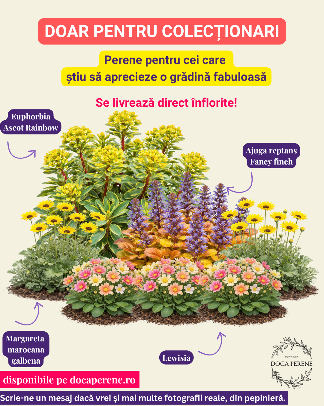 Mix cu perene înflorite doar pt Colecționari