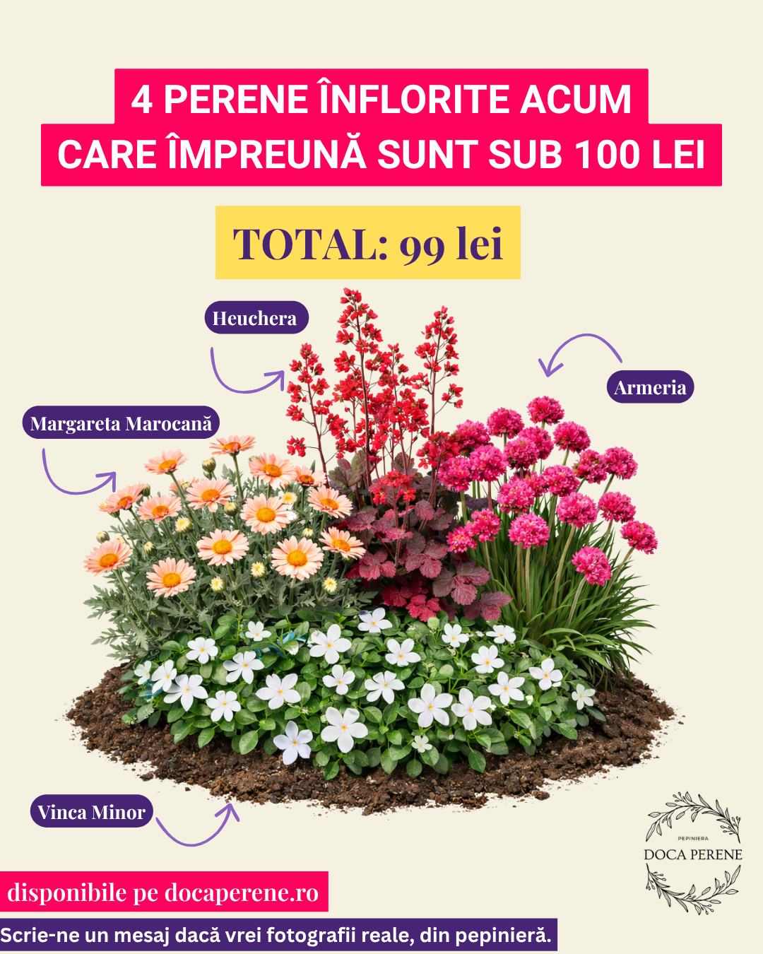 Mix de perene înflorite sub 100lei