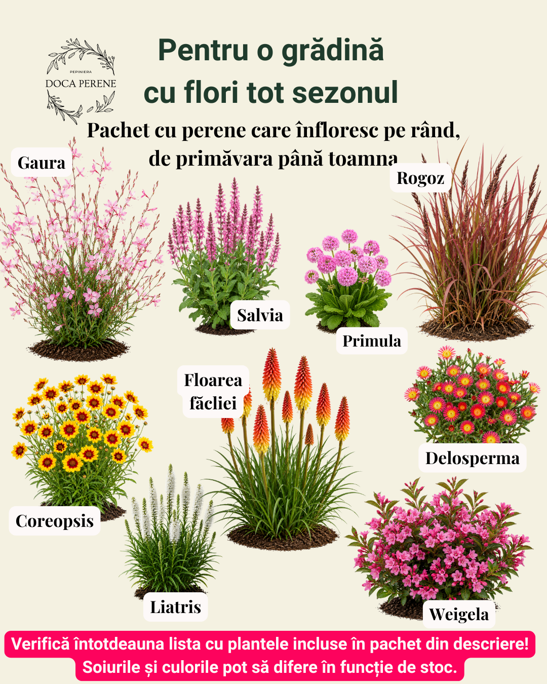 Pachet cu perene care înfloresc pe rând (varianta 2), pentru grădini