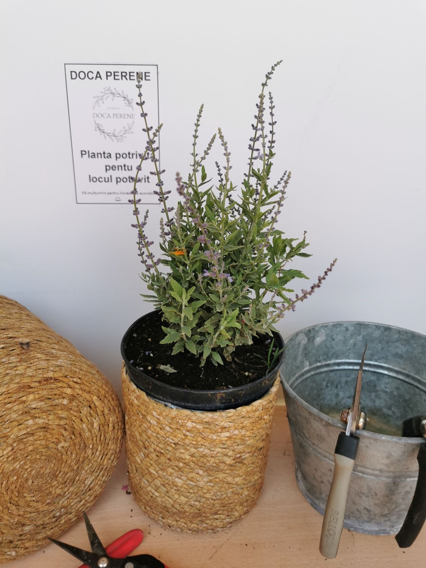 Salvie rusească - Perovskia atriplicifolia 'Blue Steel'