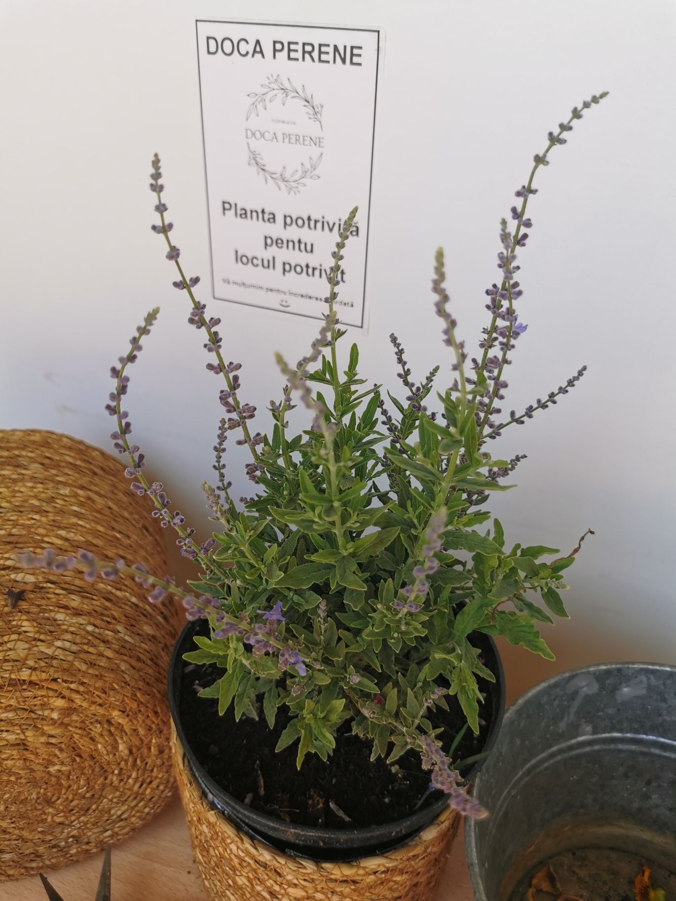 Salvie rusească - Perovskia atriplicifolia 'Blue Steel'