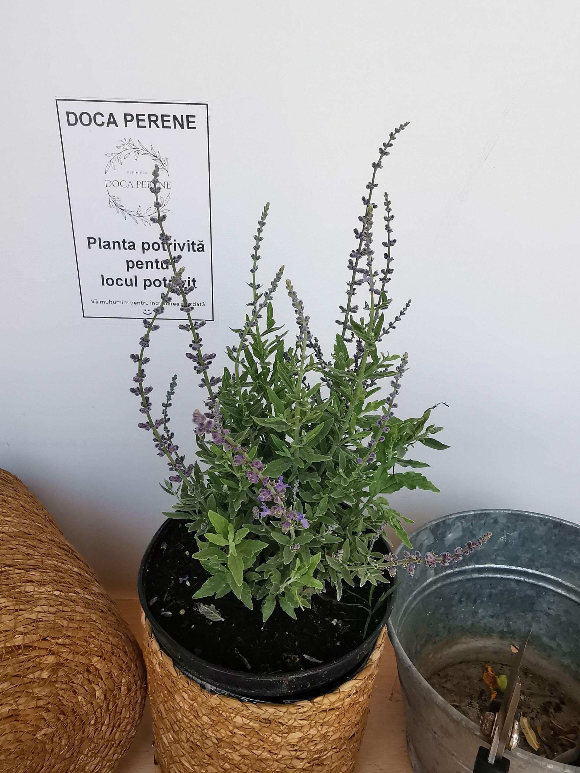 Salvie rusească - Perovskia atriplicifolia 'Blue Steel'
