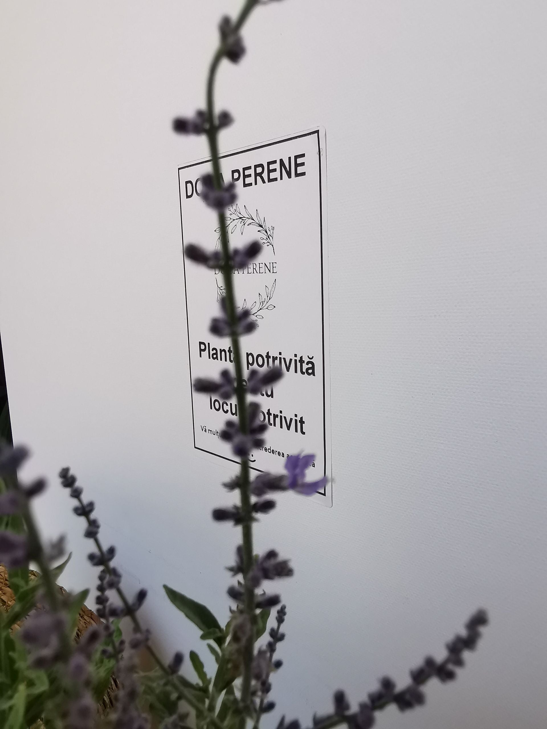 Salvie rusească - Perovskia atriplicifolia 'Blue Steel'