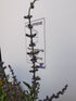 Salvie rusească - Perovskia atriplicifolia 'Blue Steel'