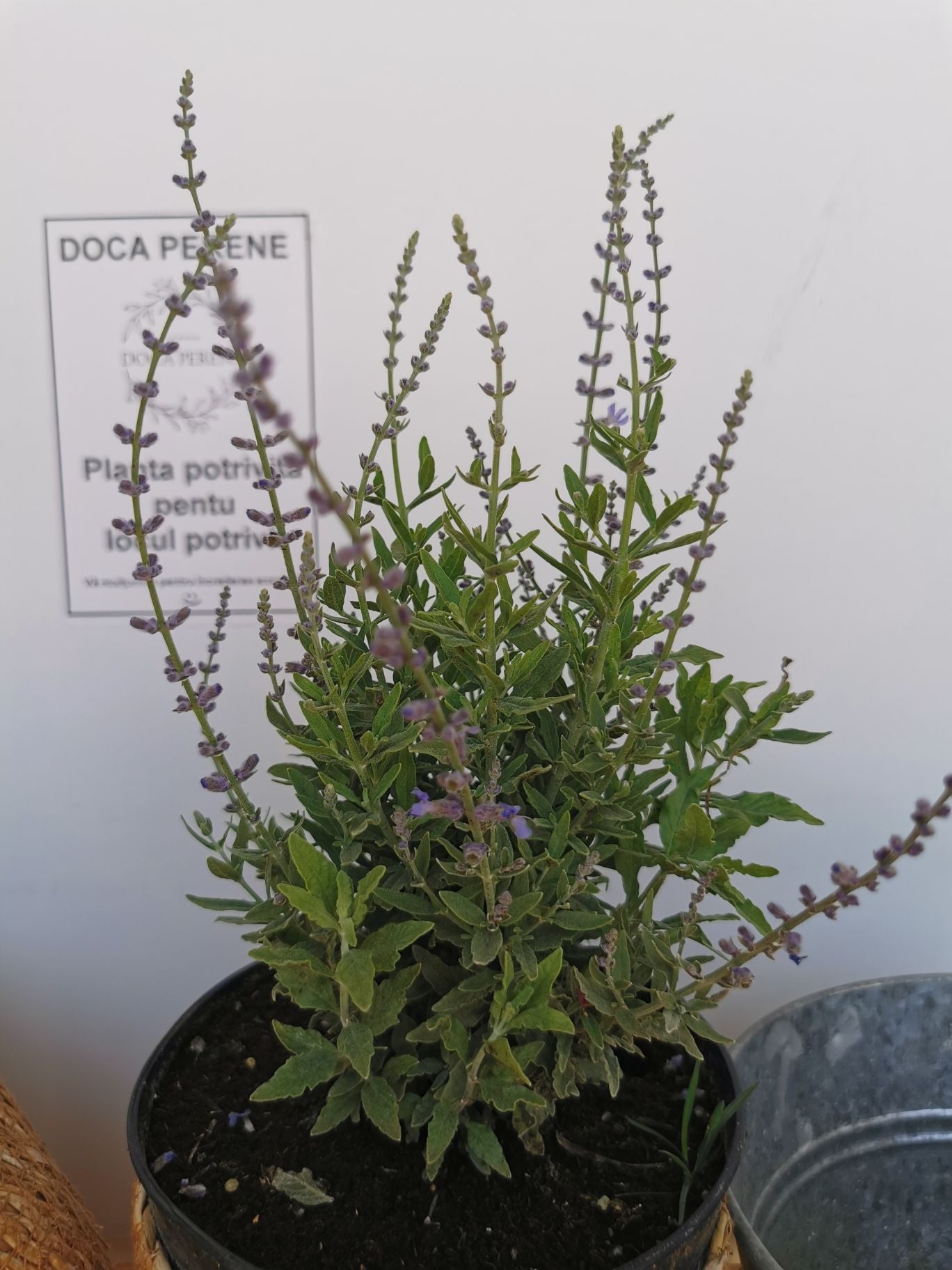 Salvie rusească - Perovskia atriplicifolia 'Blue Steel'