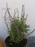 Salvie rusească - Perovskia atriplicifolia 'Blue Steel'