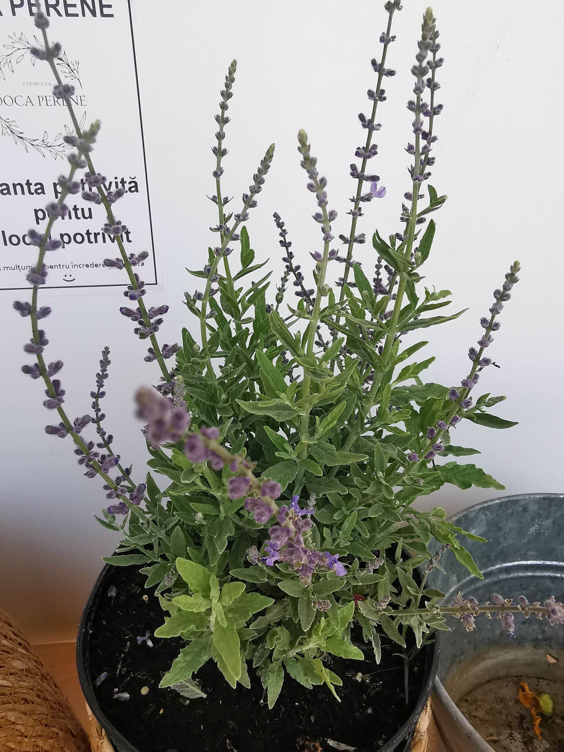Salvie rusească - Perovskia atriplicifolia 'Blue Steel'
