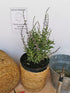 Salvie rusească - Perovskia atriplicifolia 'Blue Steel'