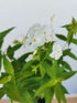 Brumărele Înalte - Phlox Paniculata 'David'