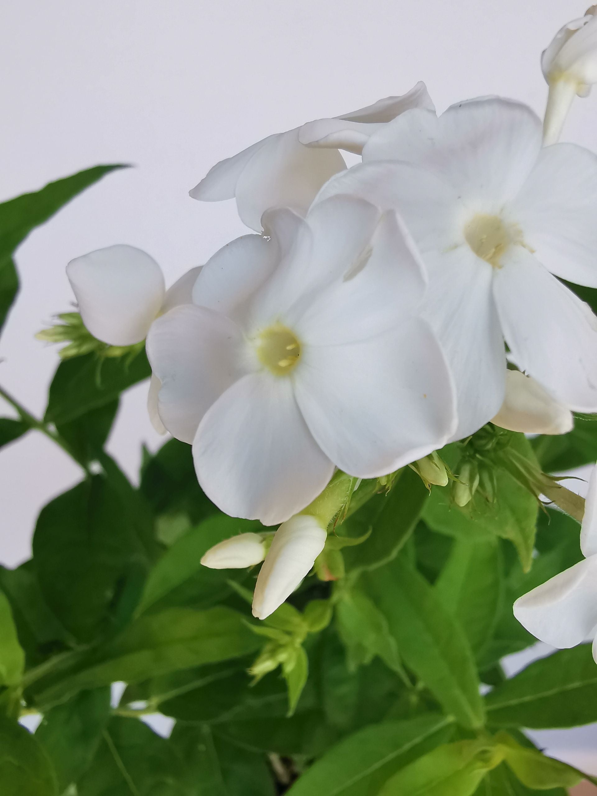 Brumărele Înalte - Phlox Paniculata 'David'