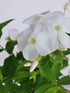 Brumărele Înalte - Phlox Paniculata 'David'