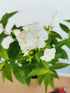 Brumărele Înalte - Phlox Paniculata 'David'
