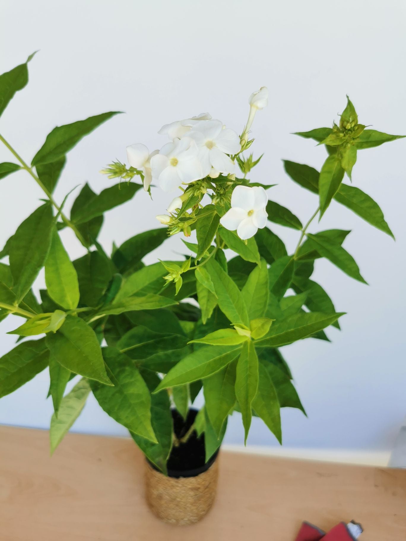 Brumărele Înalte - Phlox Paniculata 'David'