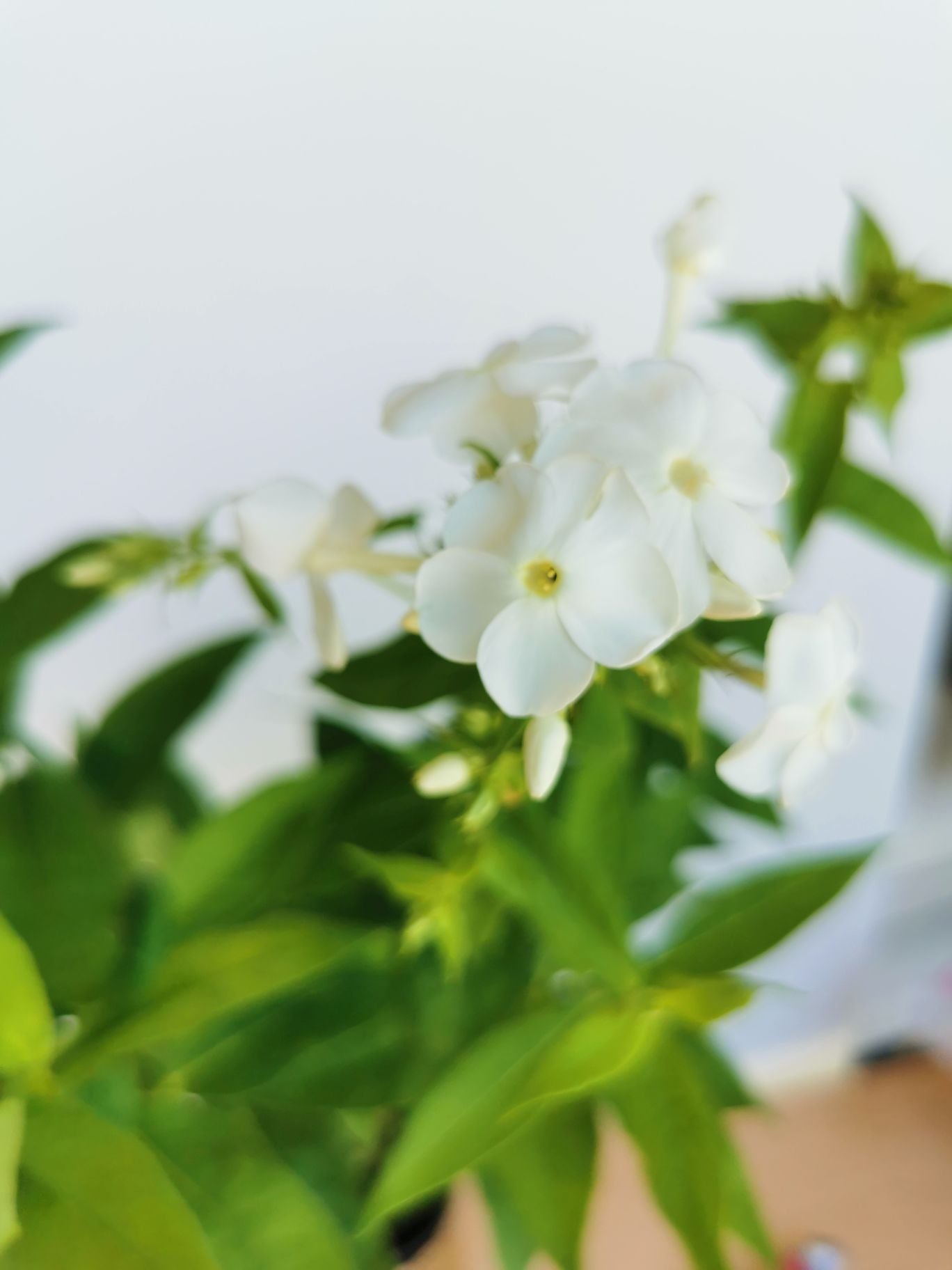 Brumărele Înalte - Phlox Paniculata 'David'