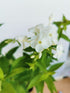 Brumărele Înalte - Phlox Paniculata 'David'