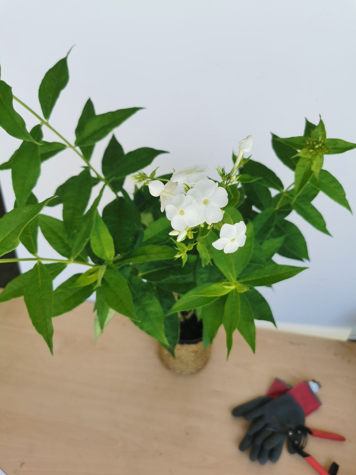 Brumărele Înalte - Phlox Paniculata 'David'
