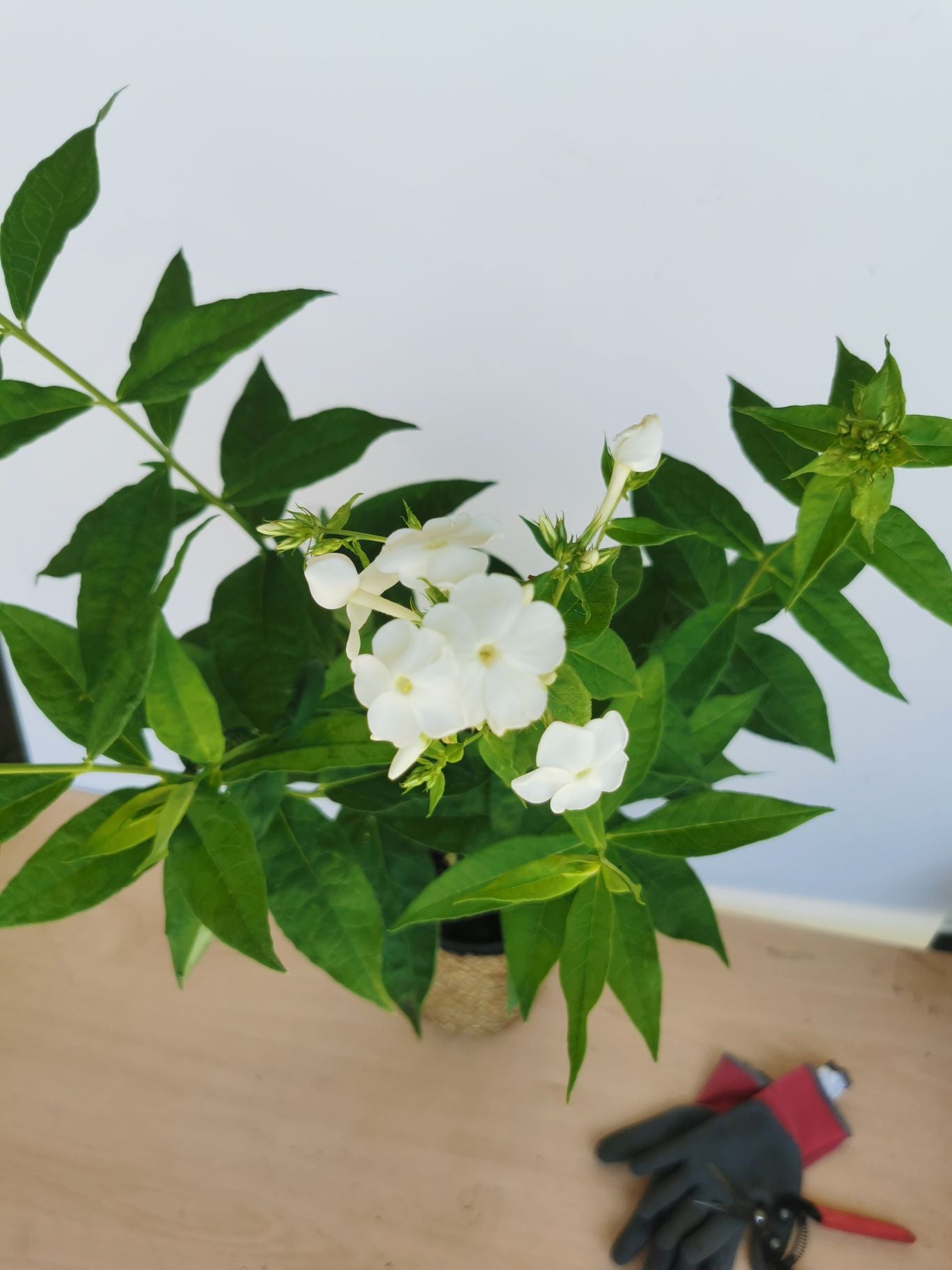Brumărele Înalte - Phlox Paniculata 'David'