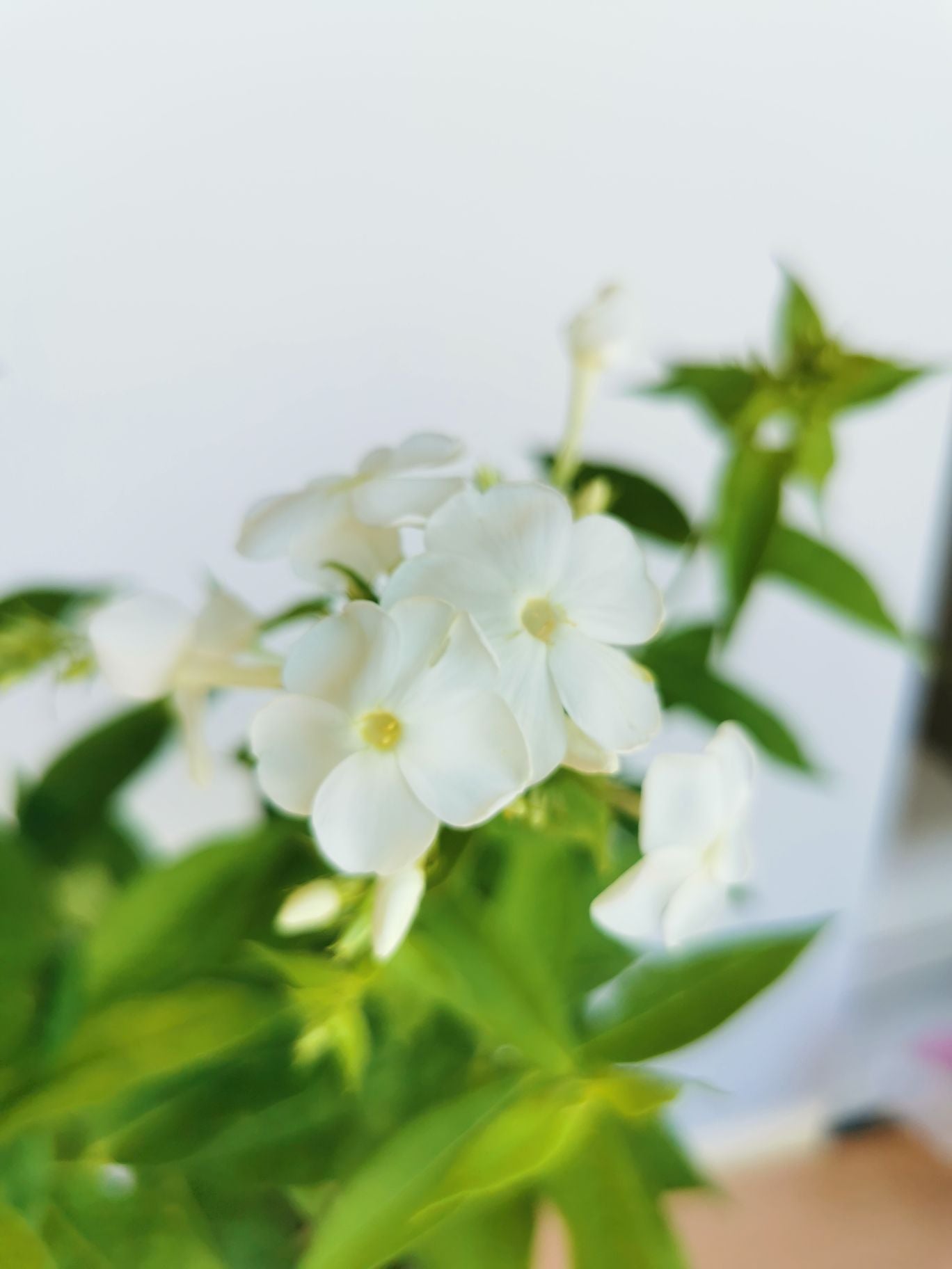 Brumărele Înalte - Phlox Paniculata 'David'