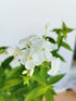 Brumărele Înalte - Phlox Paniculata 'David'