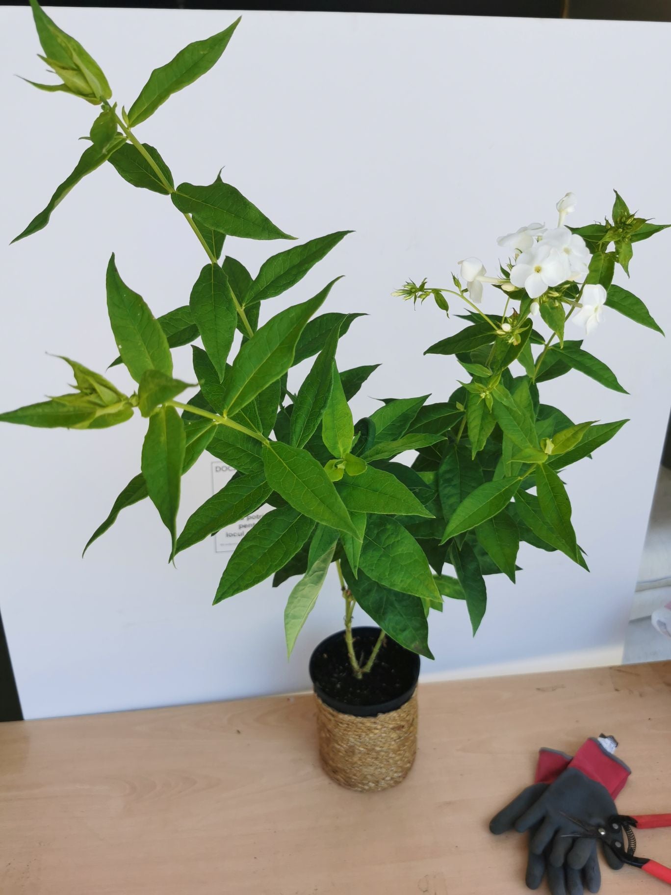 Brumărele Înalte - Phlox Paniculata 'David'