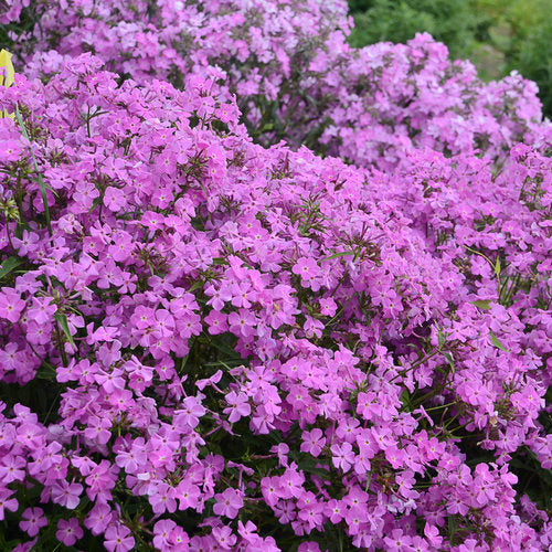 Brumărele înalte -  Phlox paniculata Opening Act™ Romance