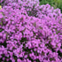 Brumărele înalte -  Phlox paniculata Opening Act™ Romance