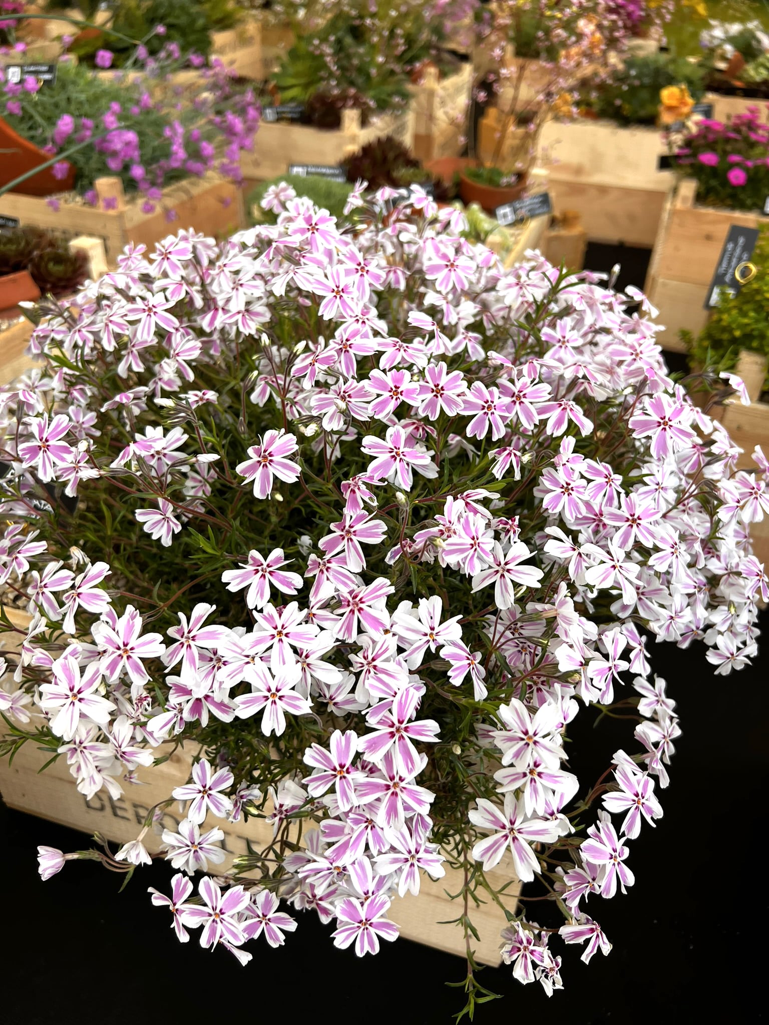 Brumărele pitice - Phlox Subulata 'Kimono Pink-White'