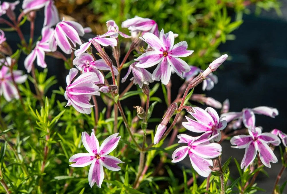 Brumărele pitice - Phlox Subulata 'Kimono Pink-White'