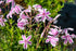 Brumărele pitice - Phlox Subulata 'Kimono Pink-White'