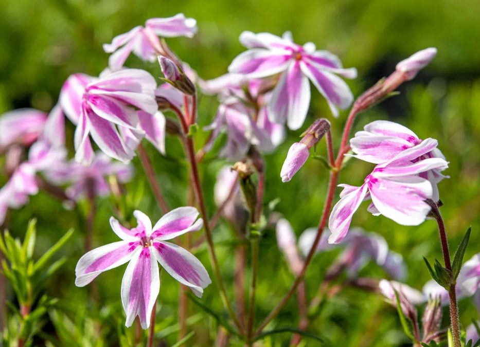 Brumărele pitice - Phlox Subulata 'Kimono Pink-White'