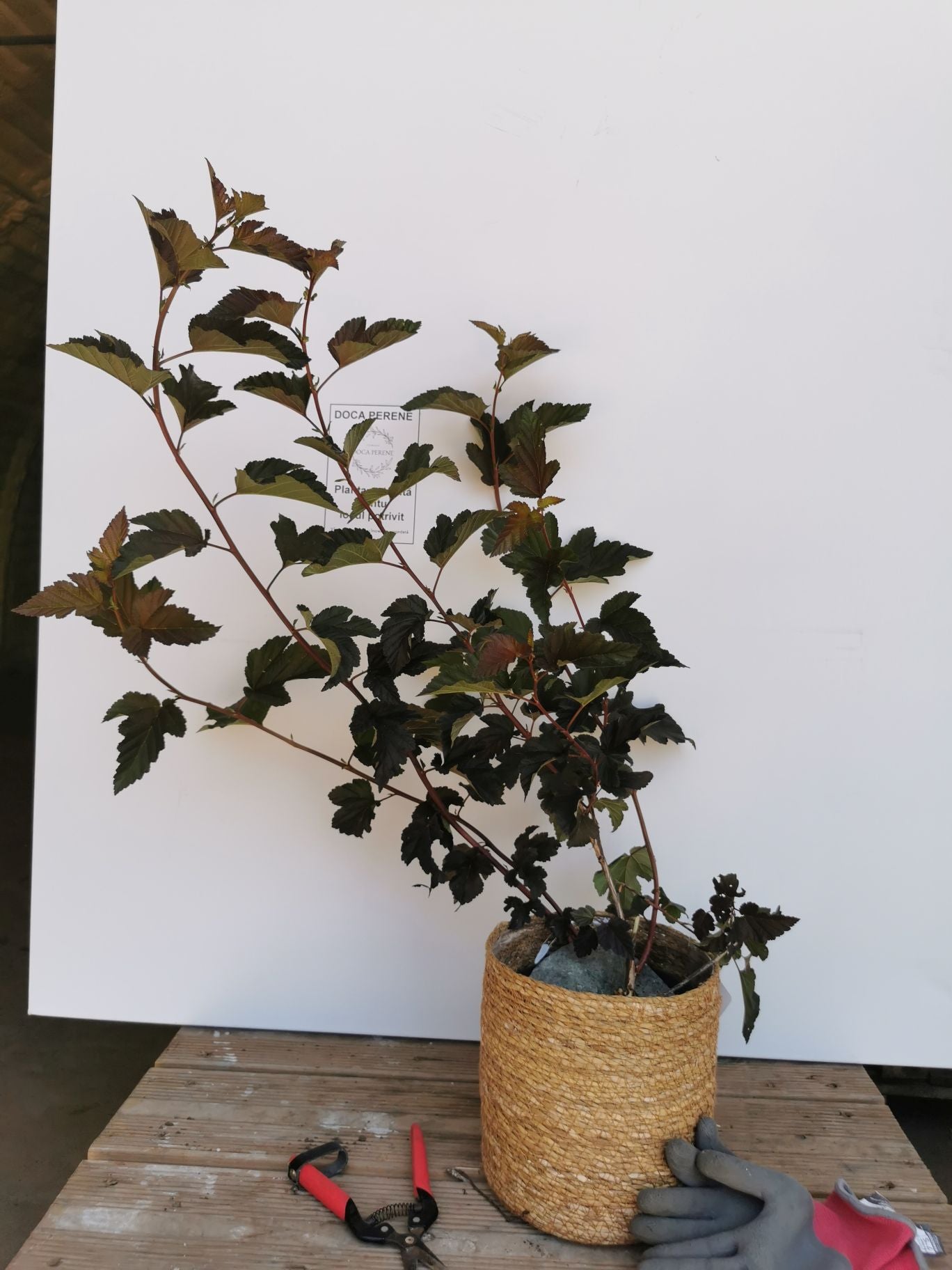Fizocarp Diabolo - Physocarpus opolifolius Diabolo