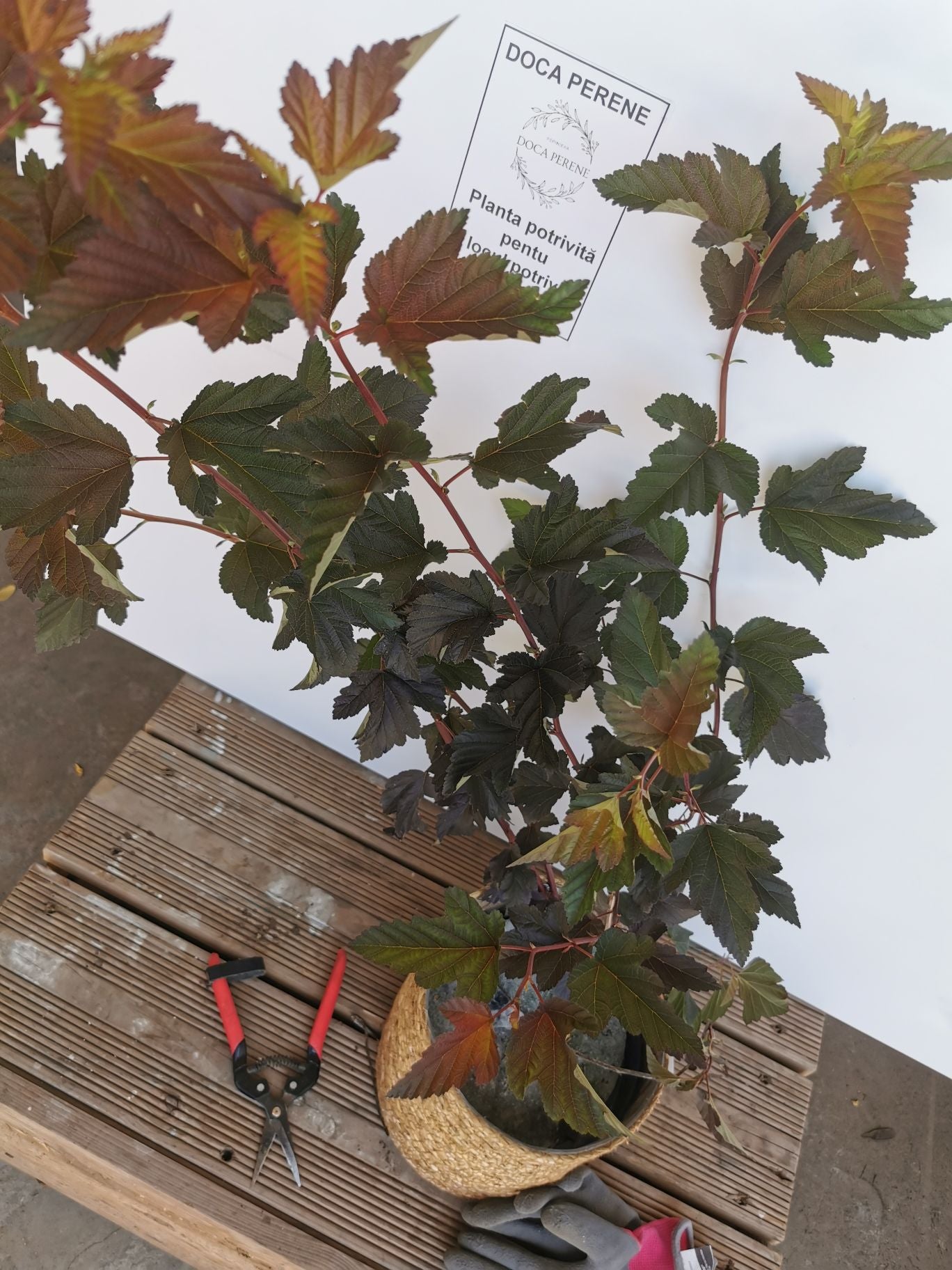 Fizocarp Diabolo - Physocarpus opolifolius Diabolo