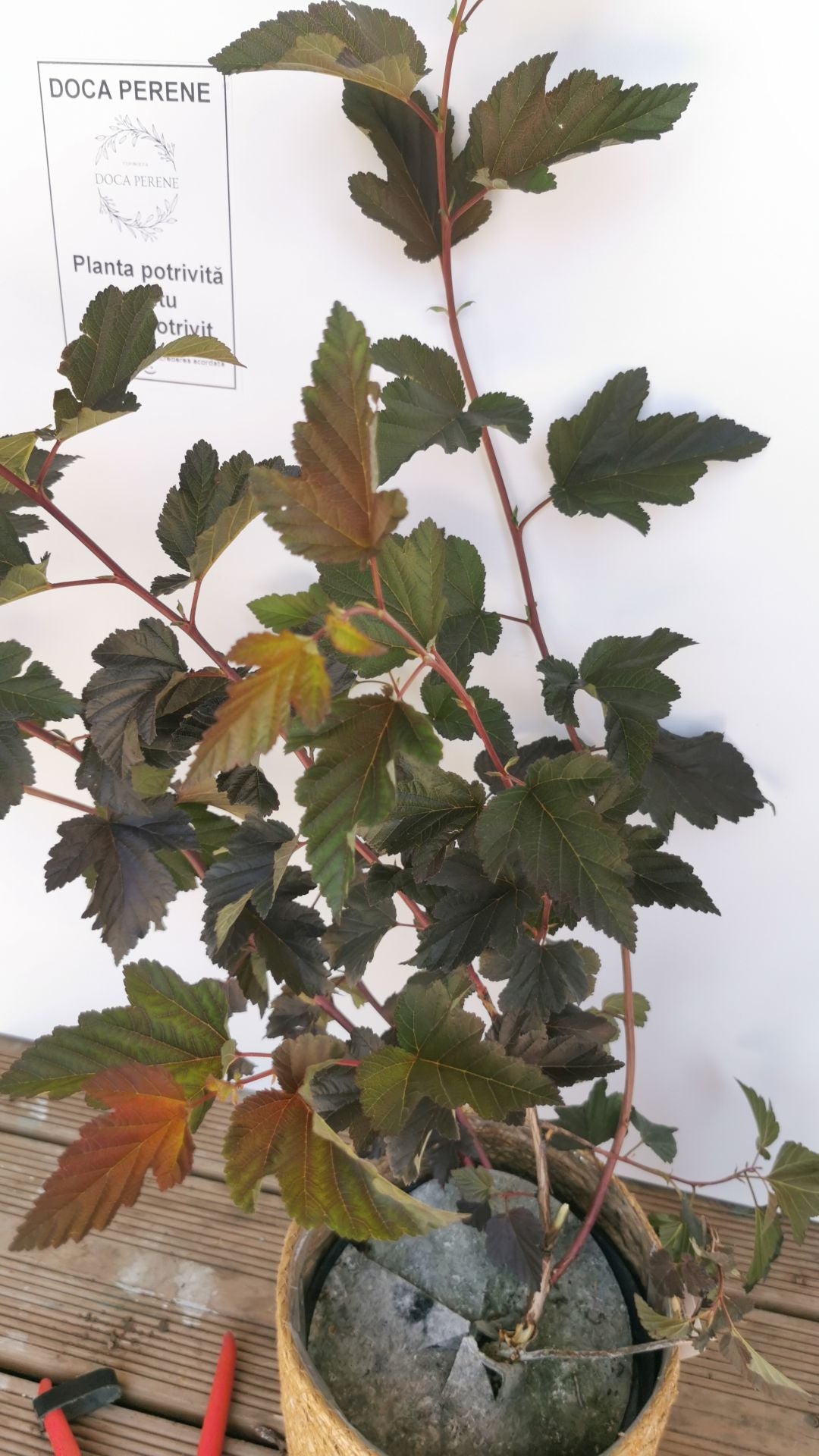 Fizocarp Diabolo - Physocarpus opolifolius Diabolo