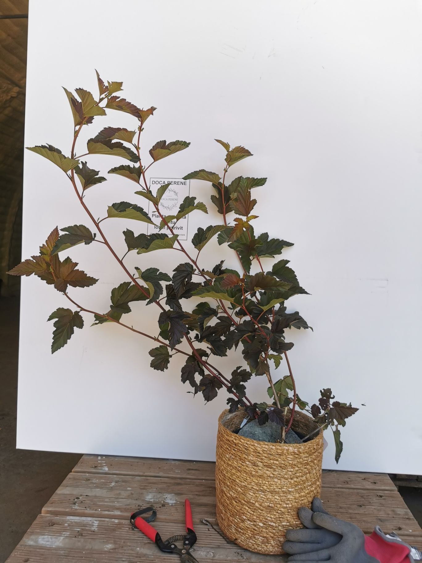 Fizocarp Diabolo - Physocarpus opolifolius Diabolo