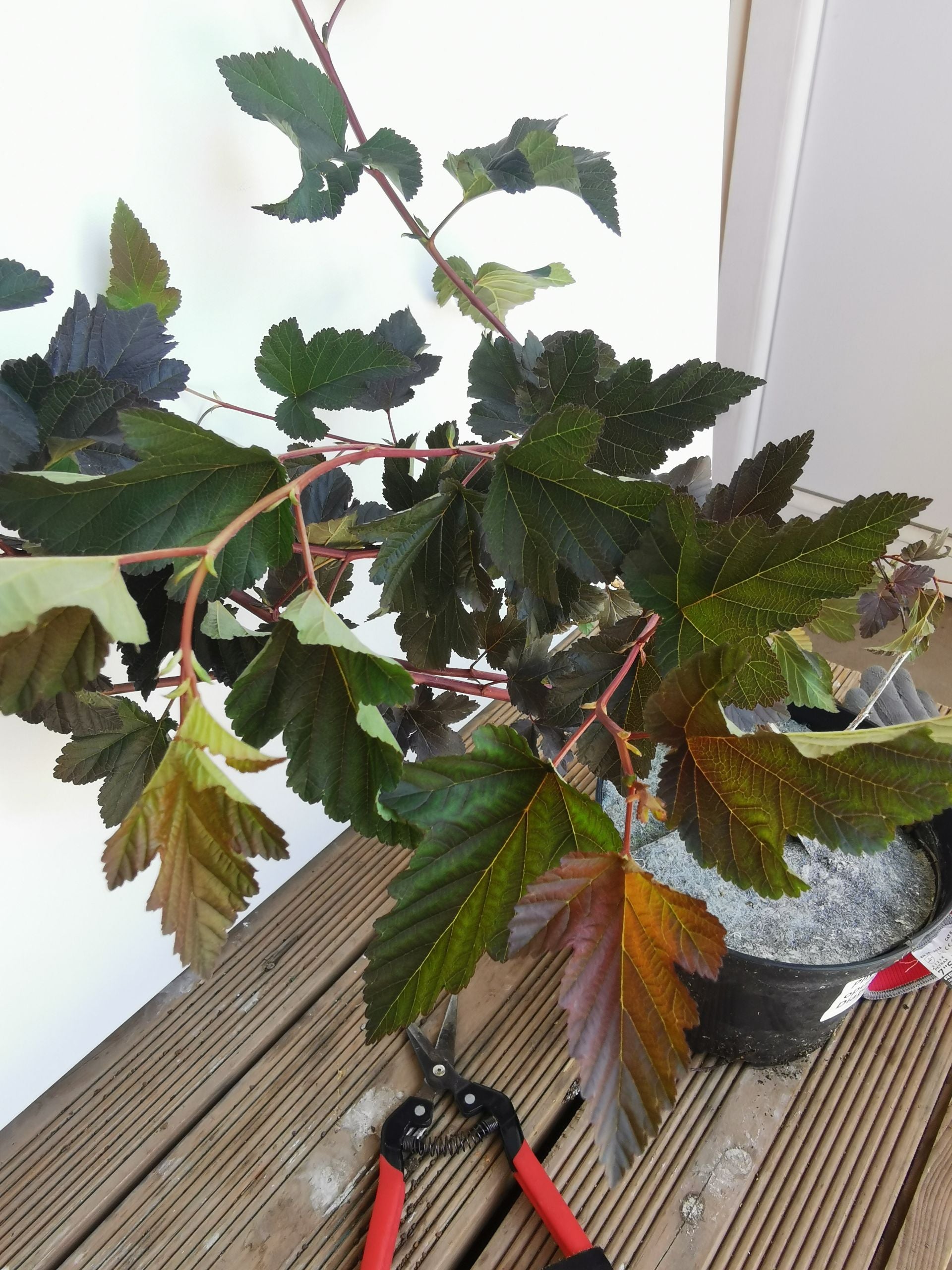 Fizocarp Diabolo - Physocarpus opolifolius Diabolo