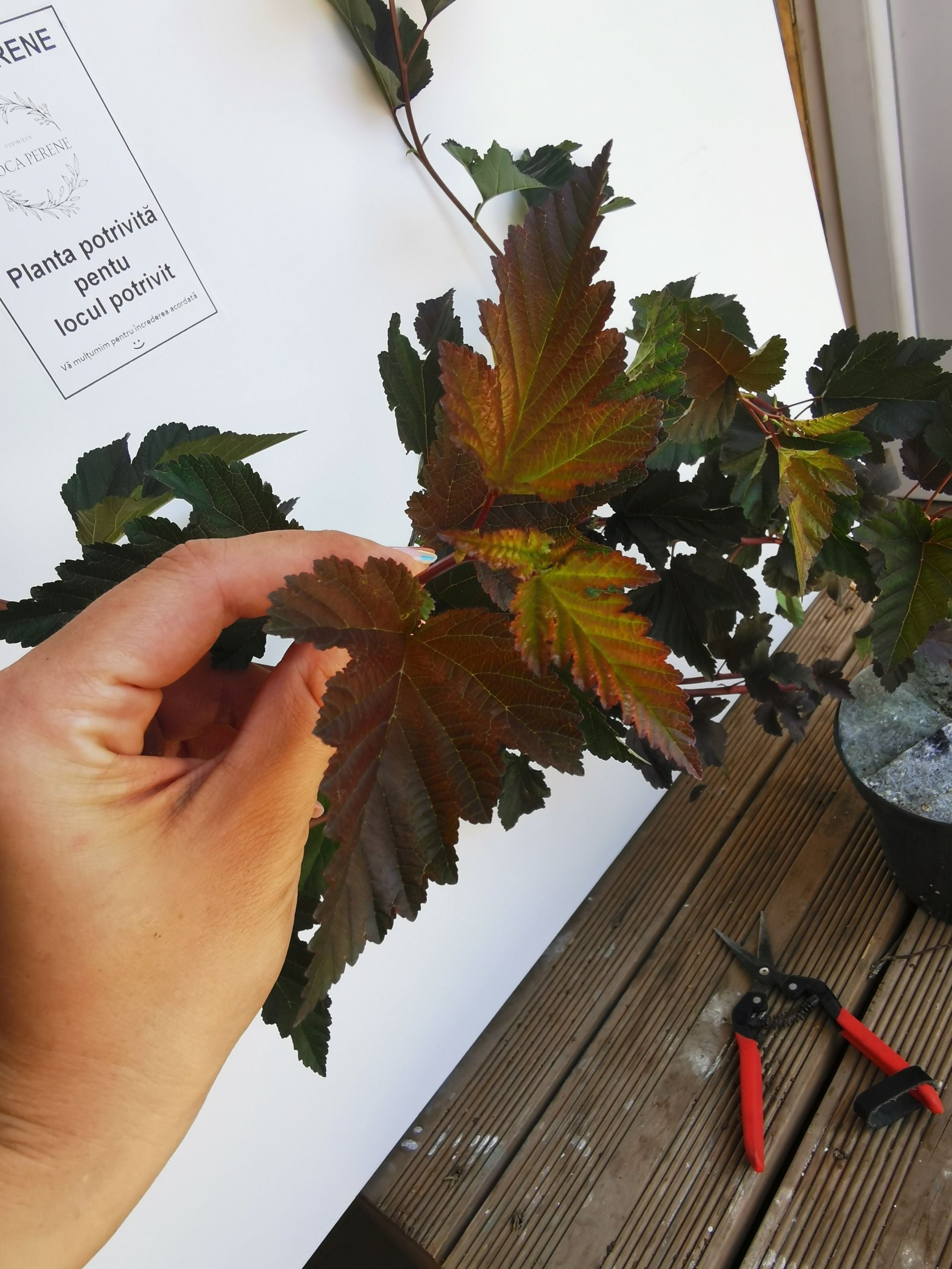 Fizocarp Diabolo - Physocarpus opolifolius Diabolo