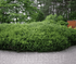 Pin pitic - Pinus mugo Pumilio - DocaPerene
