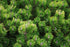 Pin pitic de munte – Pinus mugo Pumilio