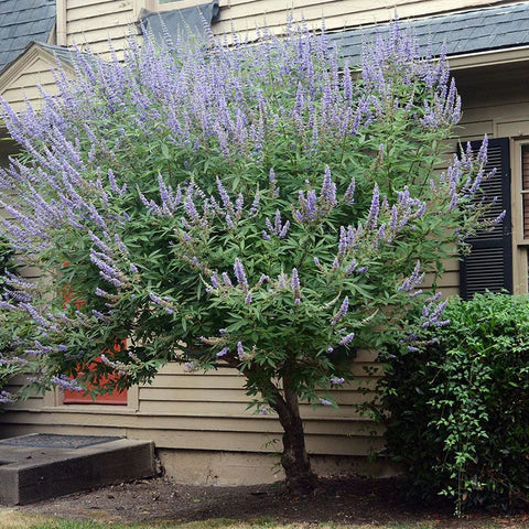 Fructul castității, Mielareaua - Vitex agnus castus