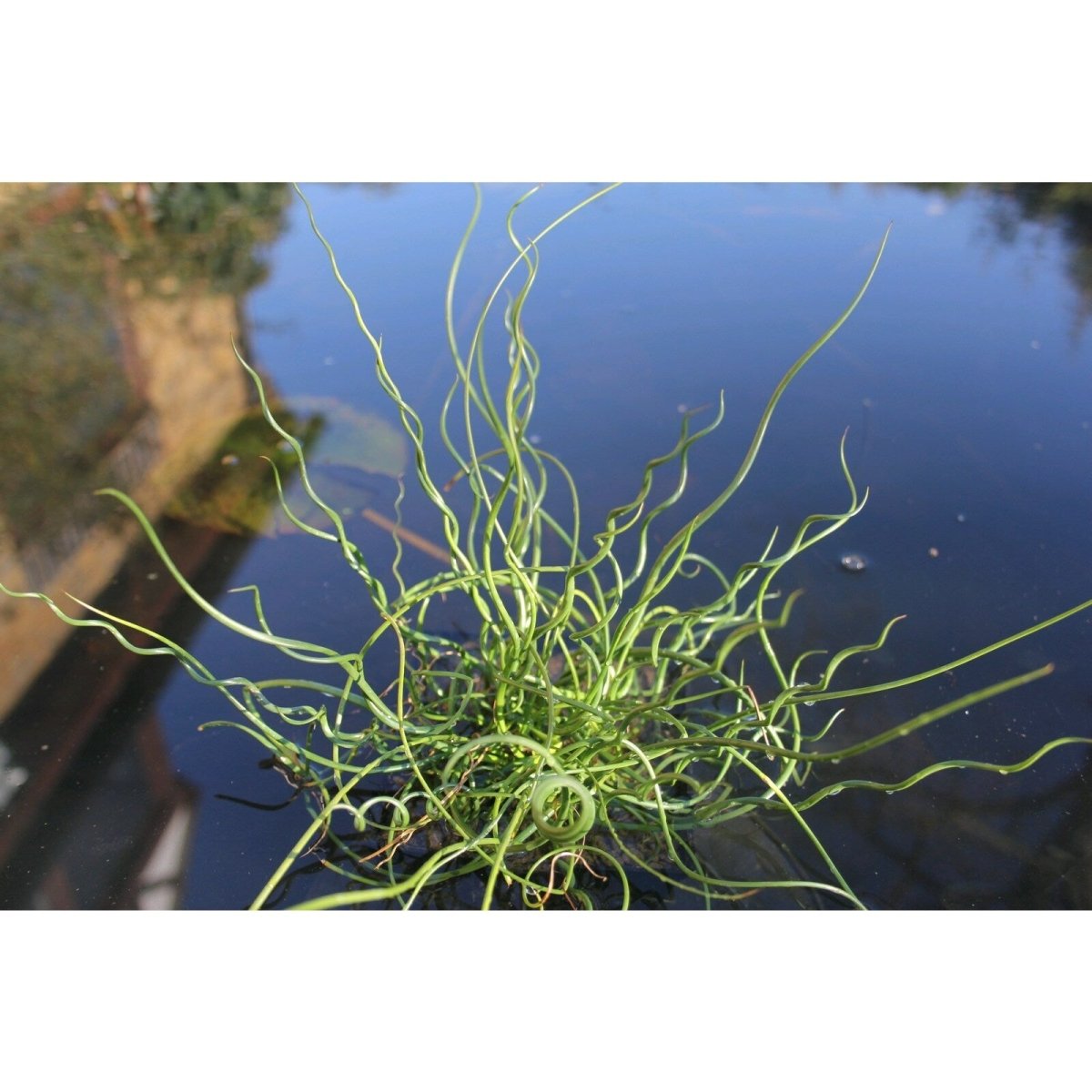 Pipirig spiralat - Juncus effusus Spiralis - DocaPerene