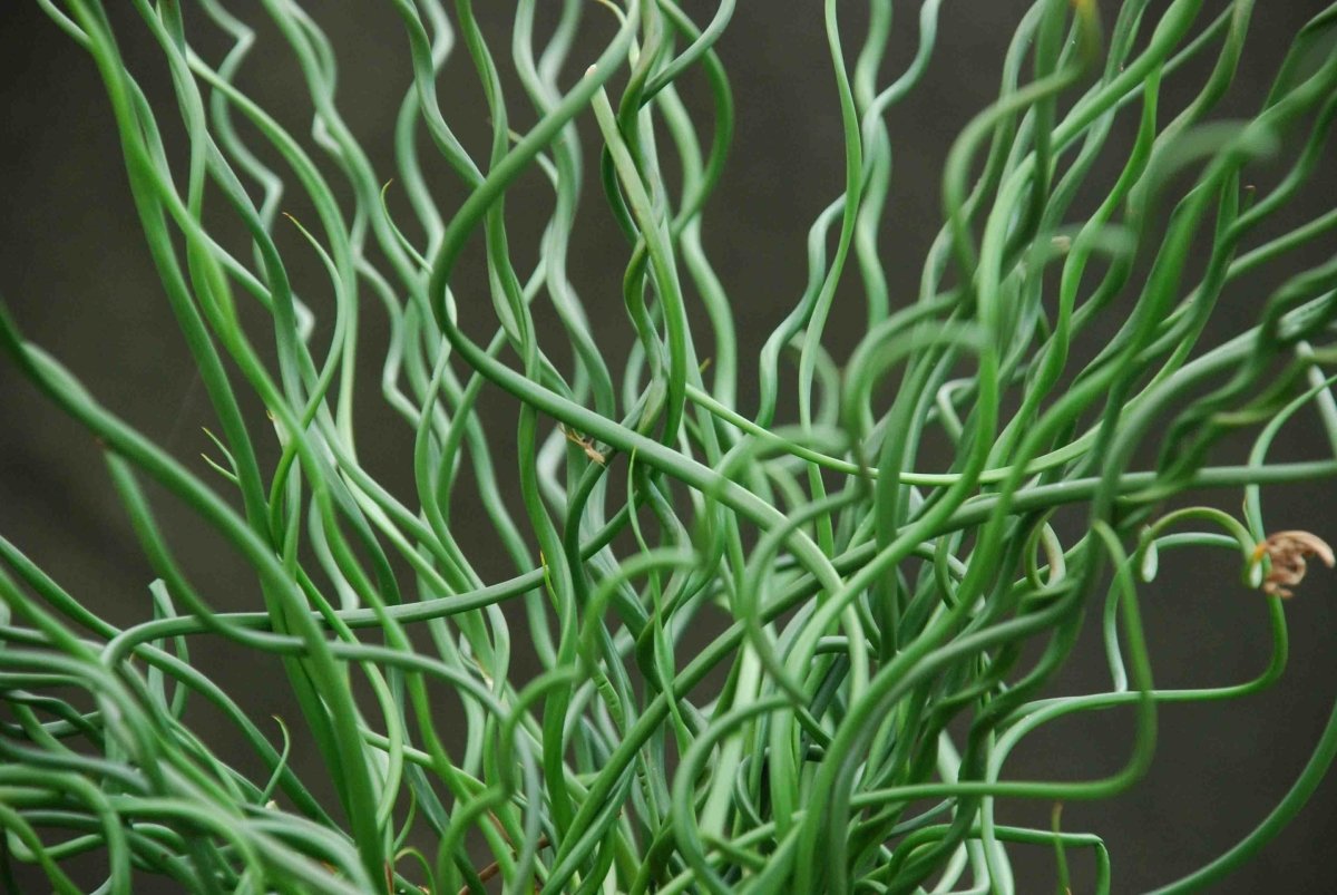 Pipirig spiralat - Juncus effusus Spiralis - DocaPerene