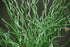 Pipirig spiralat - Juncus effusus Spiralis - DocaPerene